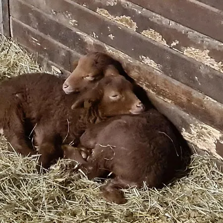 Naturhof Buschwiesen - דירה *