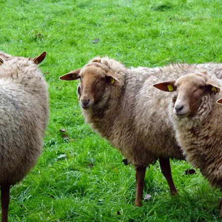 דירה Naturhof Buschwiesen - *