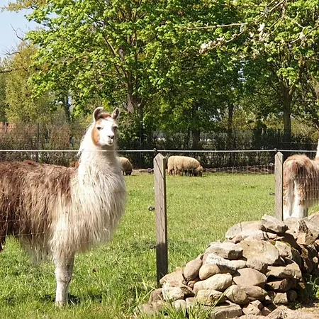 Naturhof Buschwiesen - Lejlighed