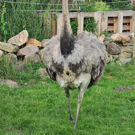 דירה Naturhof Buschwiesen - *