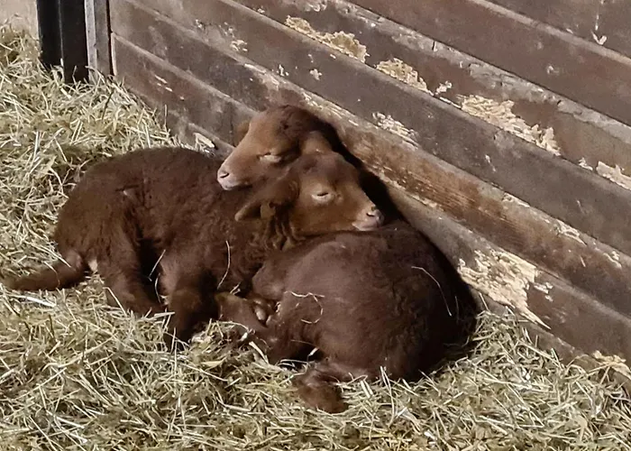Naturhof Buschwiesen - Apartament *