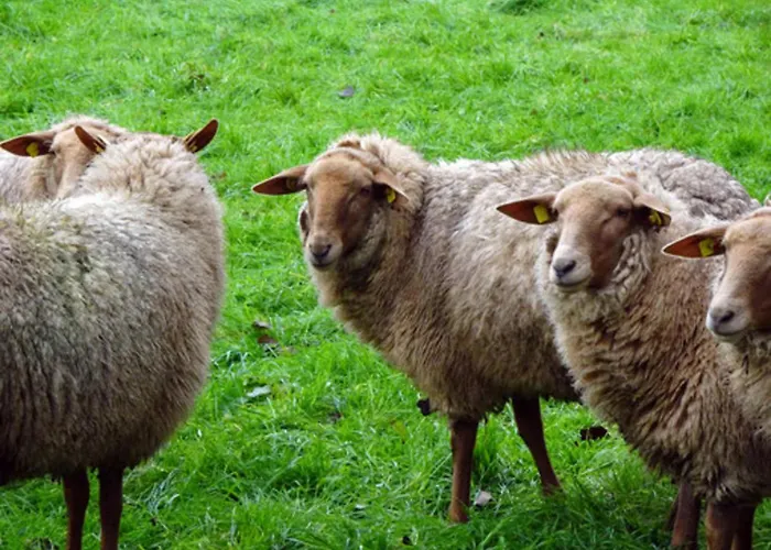 Apartament Naturhof Buschwiesen - *